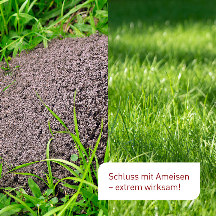 nematoden aufbewahren SF-Nematoden gegen Ameisen kaufen