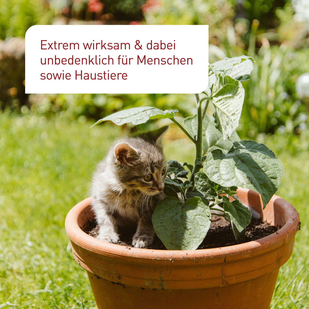 SF-Nematoden unbedenklich für Haustiere
