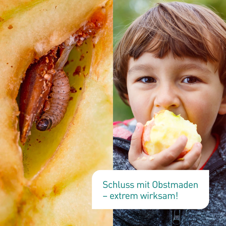 Vorher-Nachher-Vergleich Apfelwickler Bekämpfung