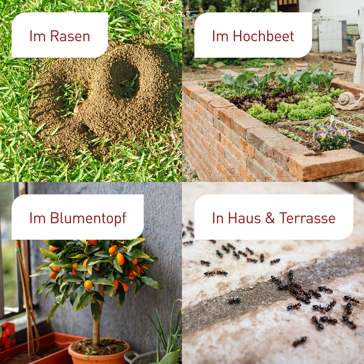 SF-Nematoden gegen Ameisen im Rasen, Hochbeet, Topf, Haus und Terrasse