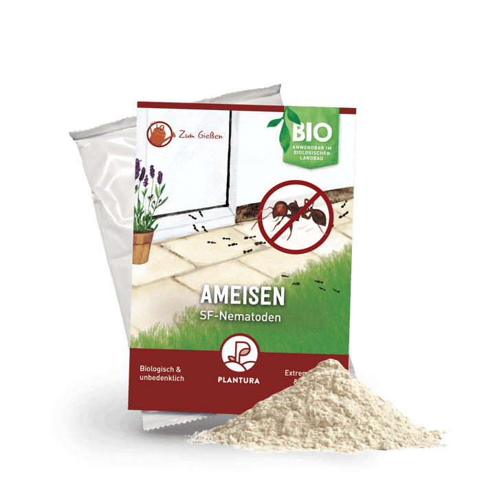 SF-Nematoden gegen Ameisen