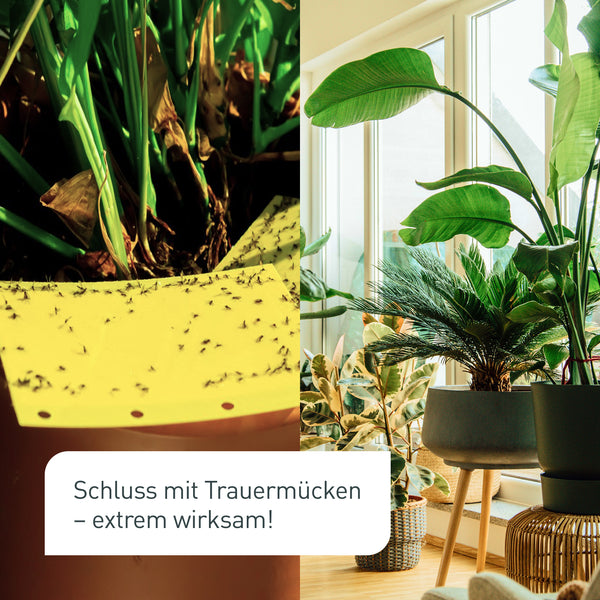 Vorher-Nachher-Vergleich der Nützlinge gegen Trauermücken