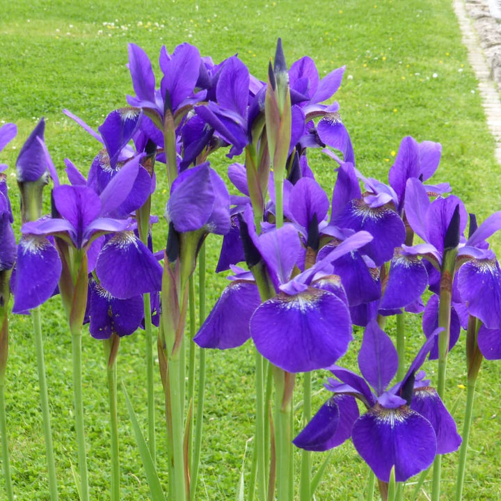 Sibirische Iris 'Caesar' Violett
