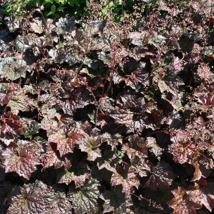 Silberglöckchen 'Palace Purple' Weiß