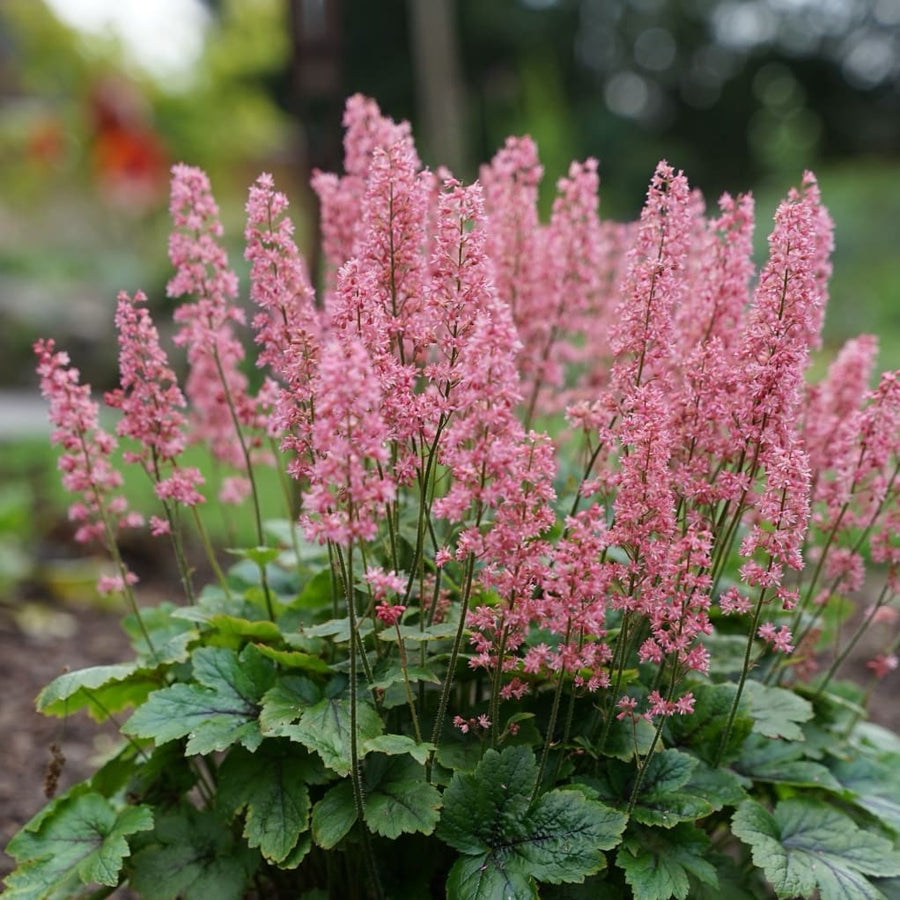 Silberglöckchen 'Pink Revolution'® Rosa