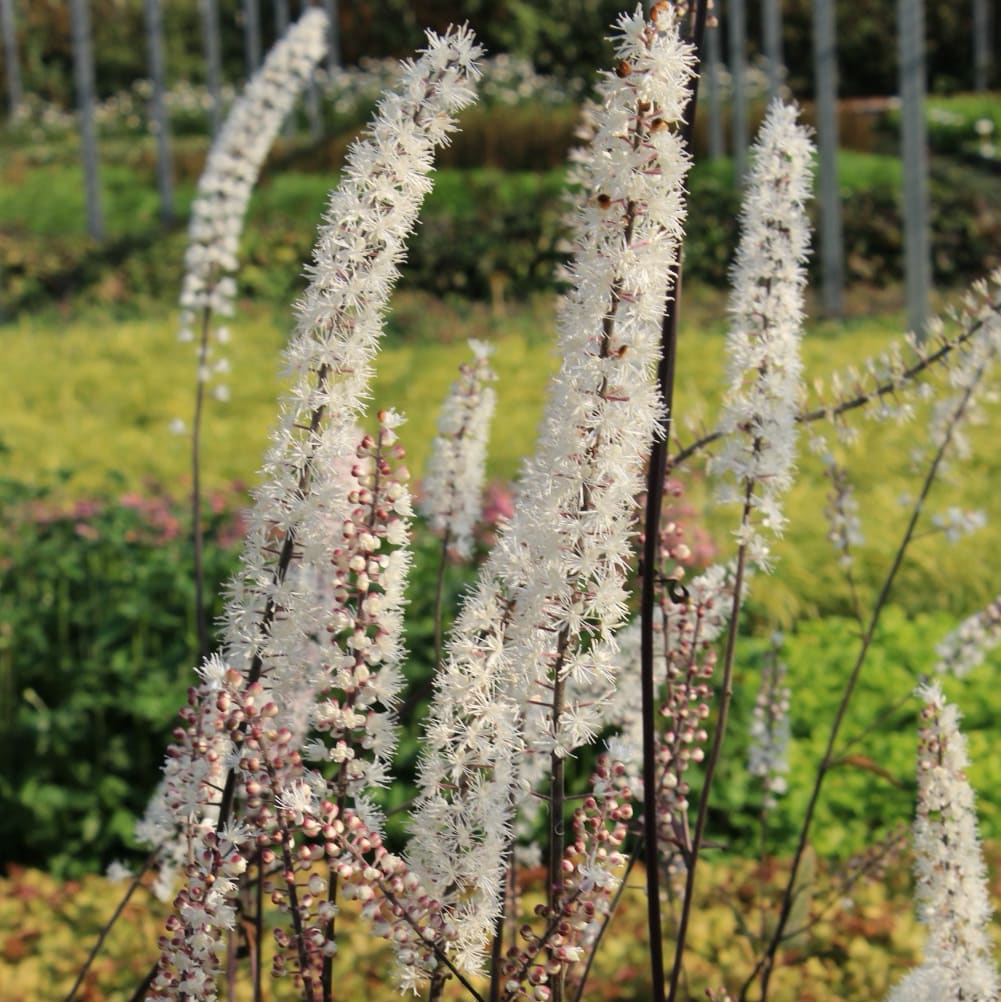 Silberkerze 'Atropurpurea' Weiß