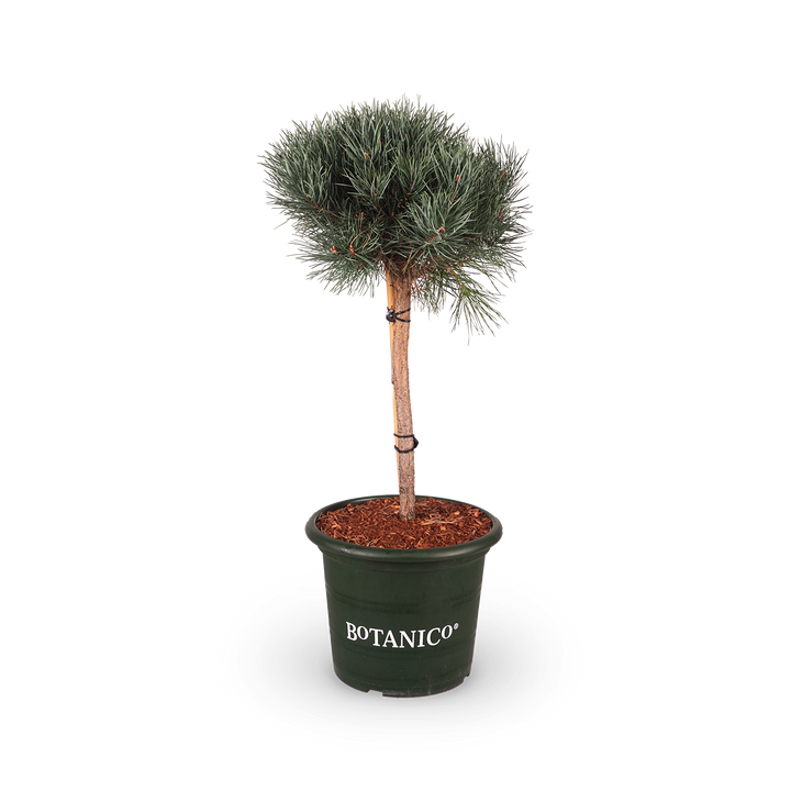 Silberkiefer 'Watereri' kaufen - Plantura Shop