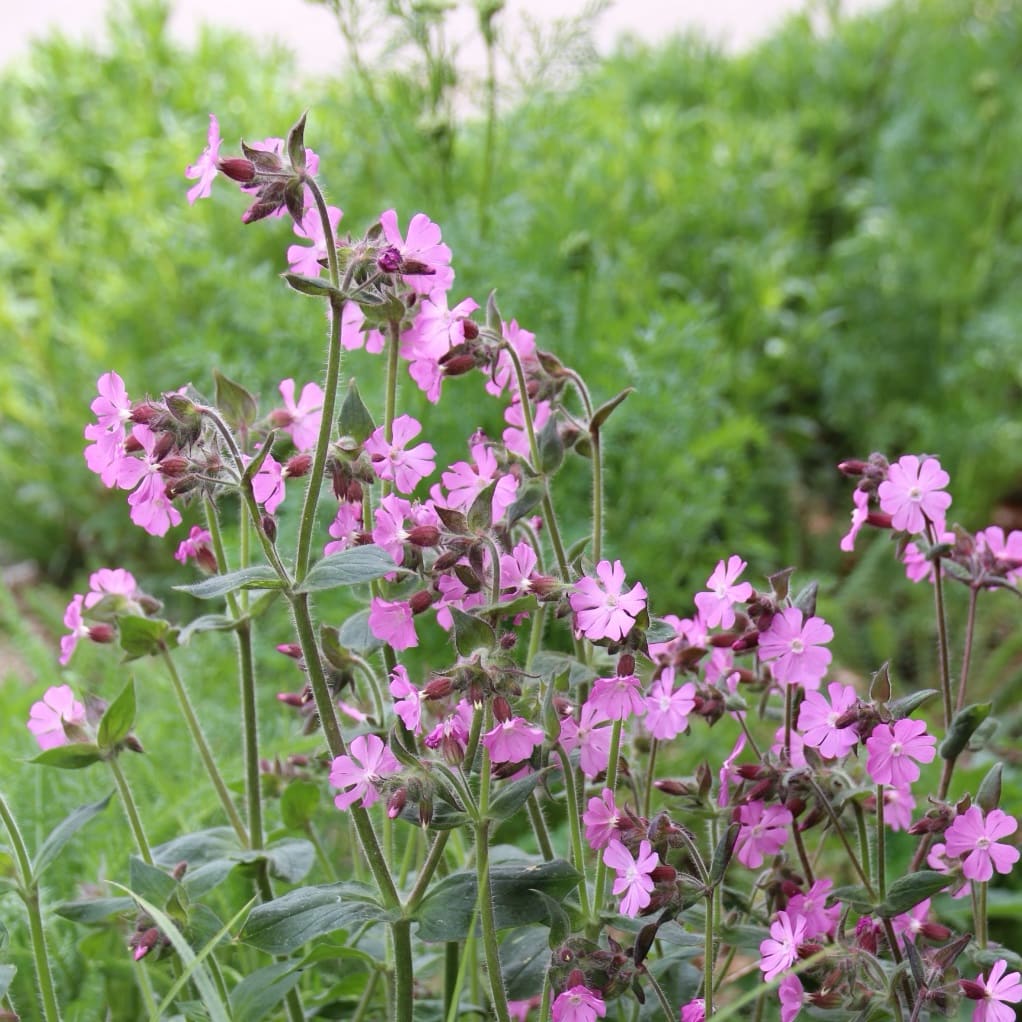 Silene dioica