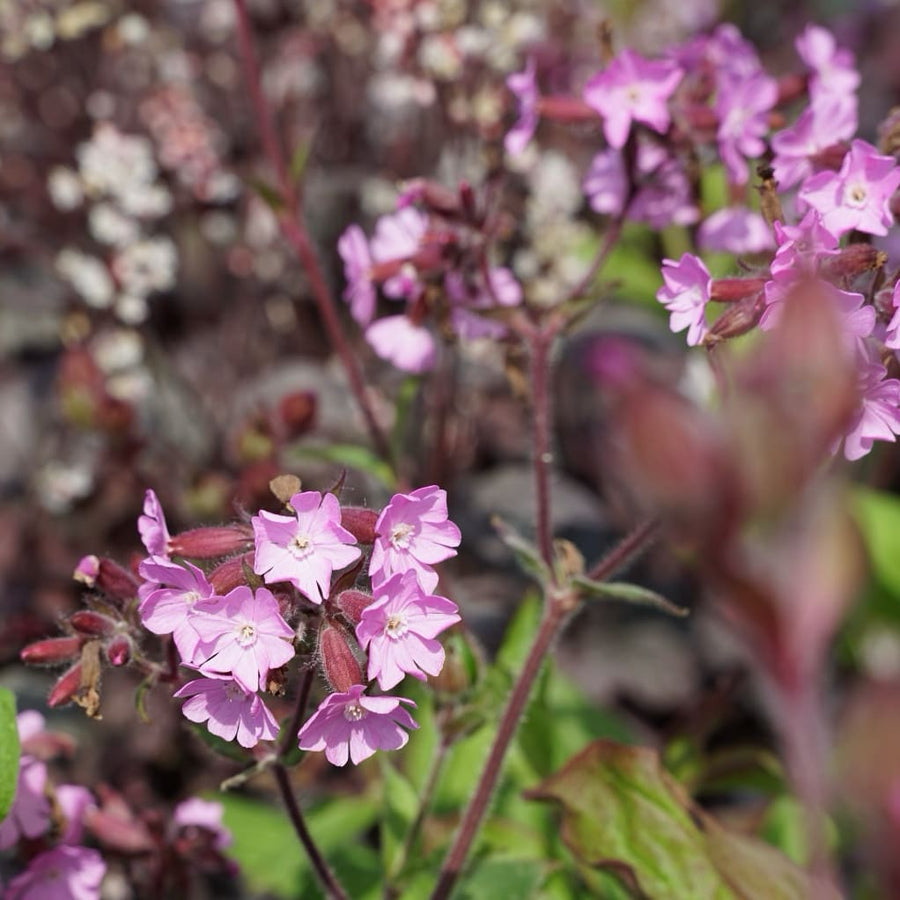Silene dioica