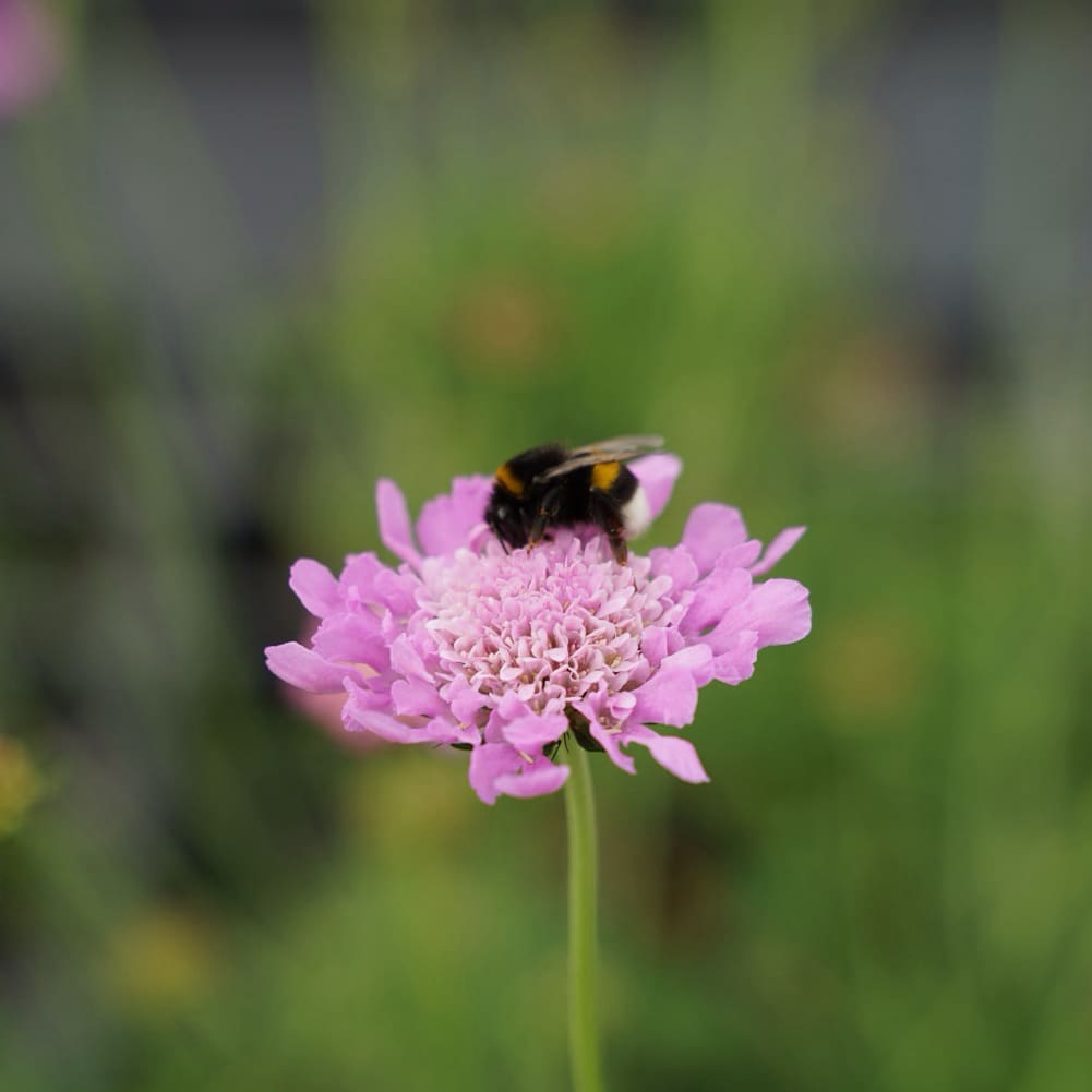 Skabiose 'Pink Mist' Violett
