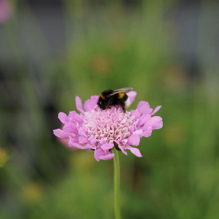 Skabiose 'Pink Mist' Violett