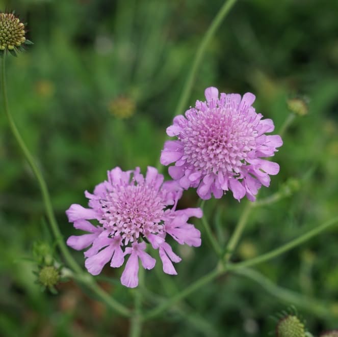 Skabiose 'Pink Mist' Violett