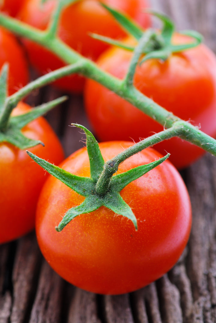Solanum lycopersicum 'Berner Rose'