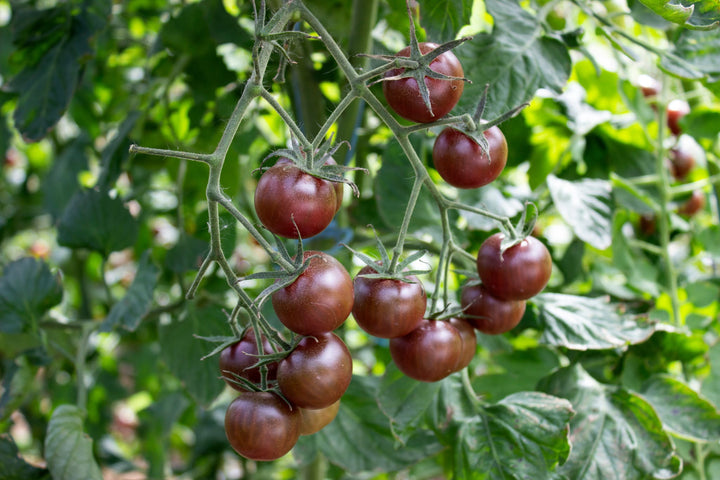Solanum lycopersicum 'Black Cherry'