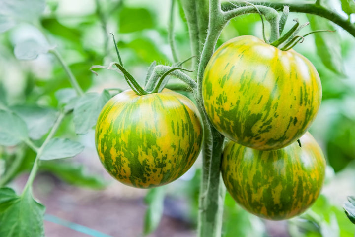 Solanum lycopersicum 'Green Zebra'