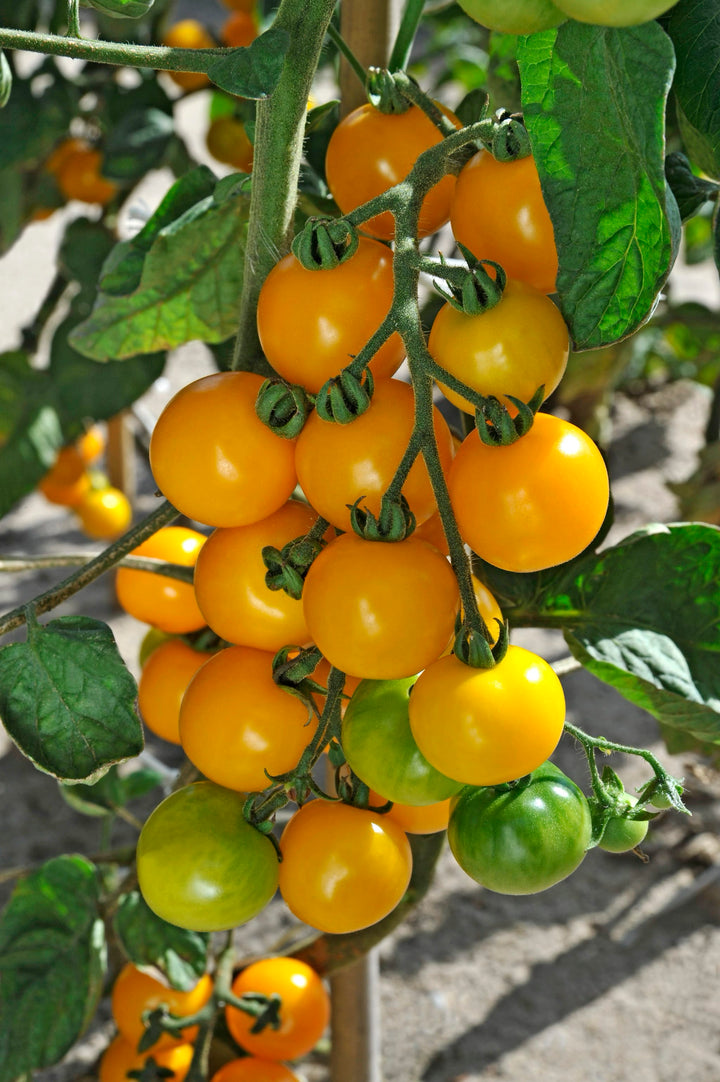 Solanum lycopersicum 'Justens Gelbe'