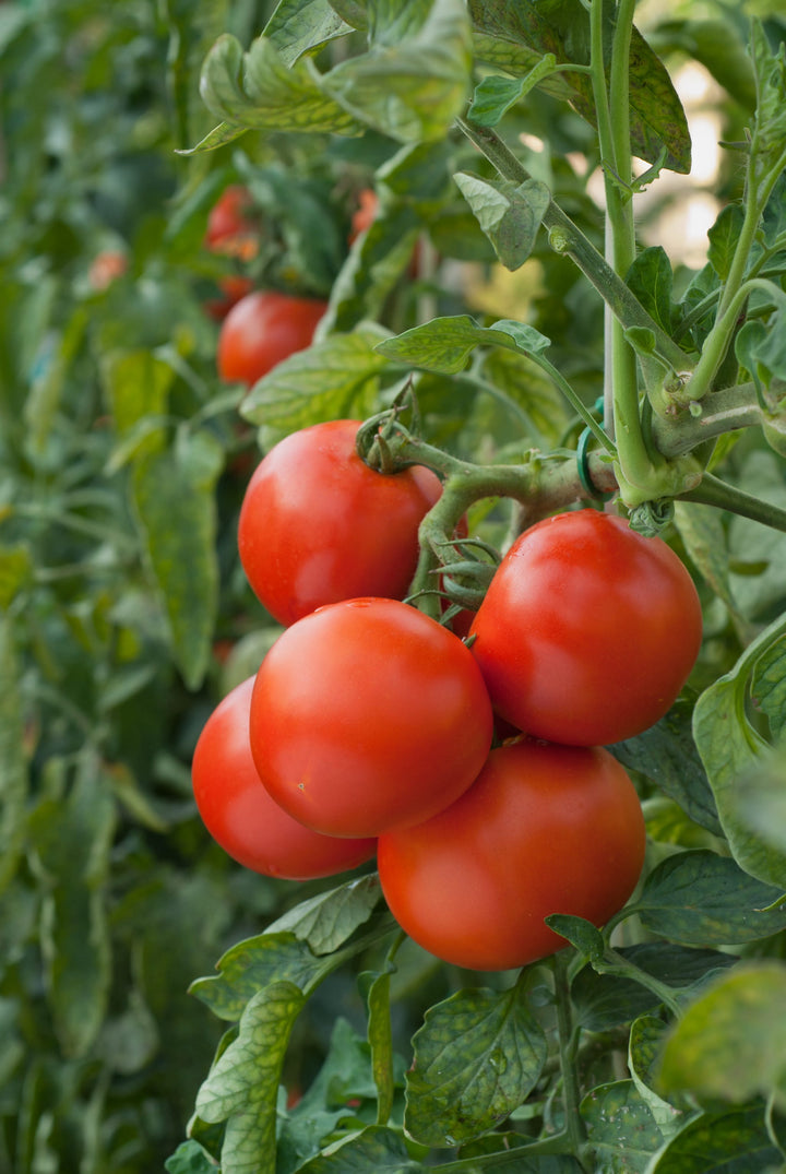 Solanum lycopersicum 'Kremser Perle'