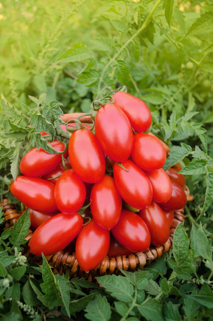 Solanum lycopersicum 'Naama'