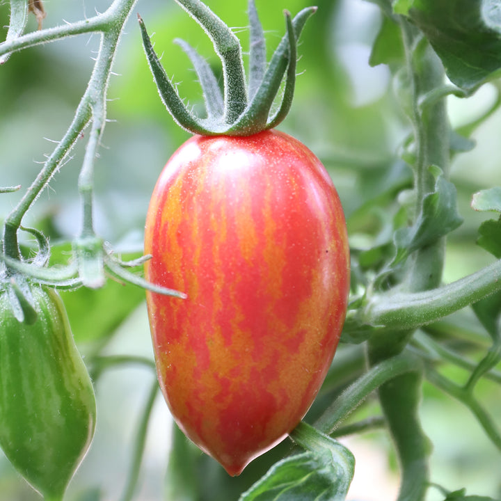 Solanum lycopersicum 'Pink Tiger'