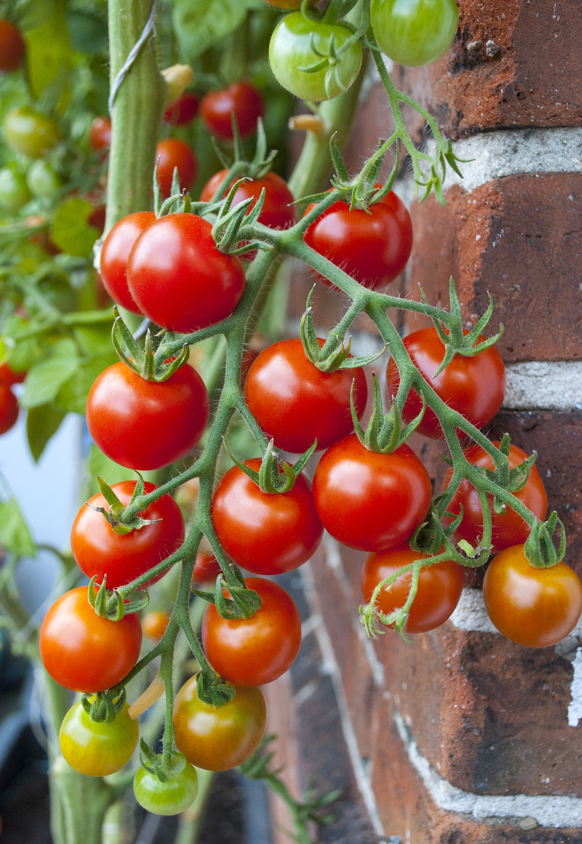 Solanum lycopersicum 'Primabella'