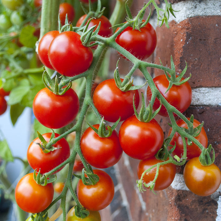 Solanum lycopersicum 'Primabella'