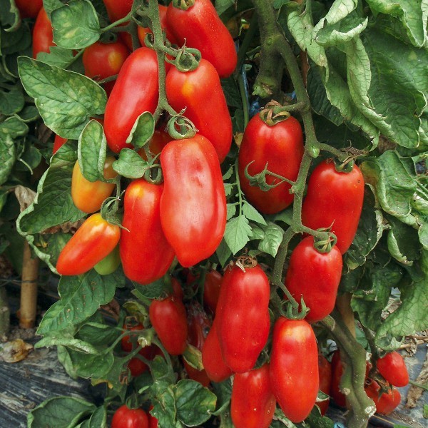 Solanum lycopersicum 'San Marzano 2'