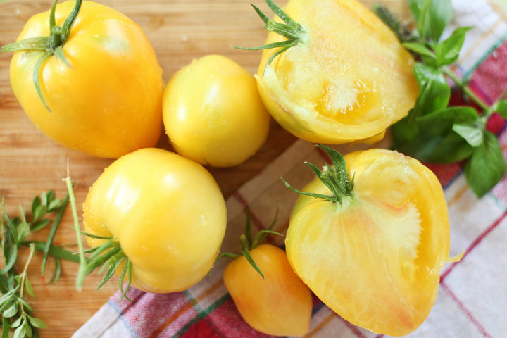 Solanum lycopersicum 'Sonnenherz'