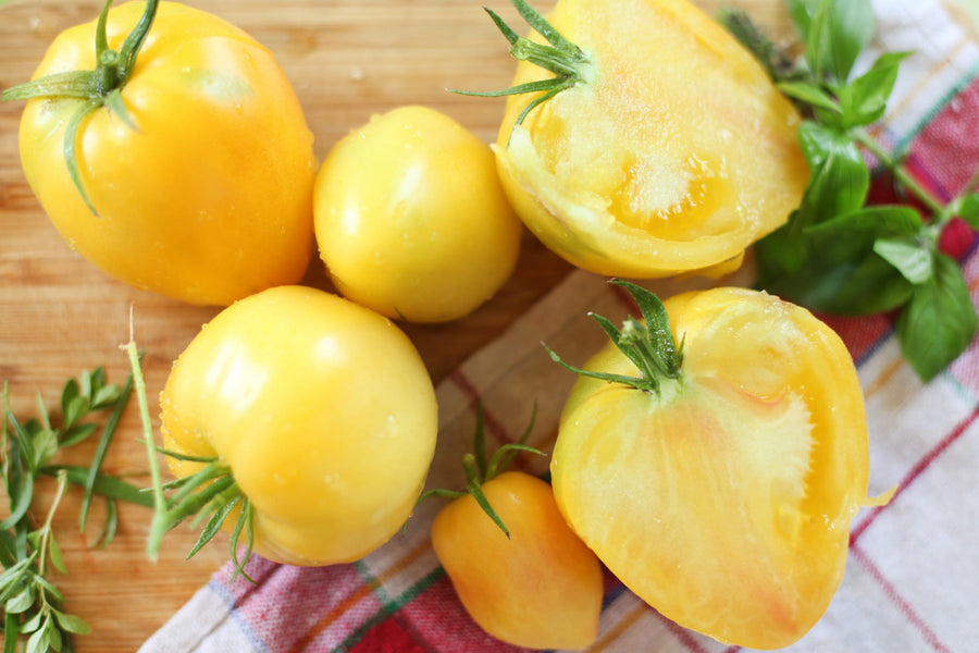 Solanum lycopersicum 'Sonnenherz'
