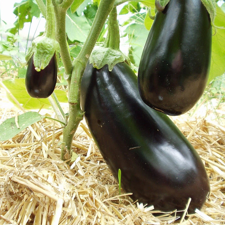 Solanum melongena 'Meronda'