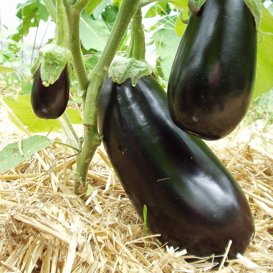 Solanum melongena 'Meronda'