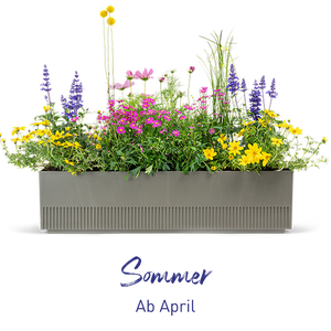 Balkonbox Sommer-Kollektion ab April verfügbar