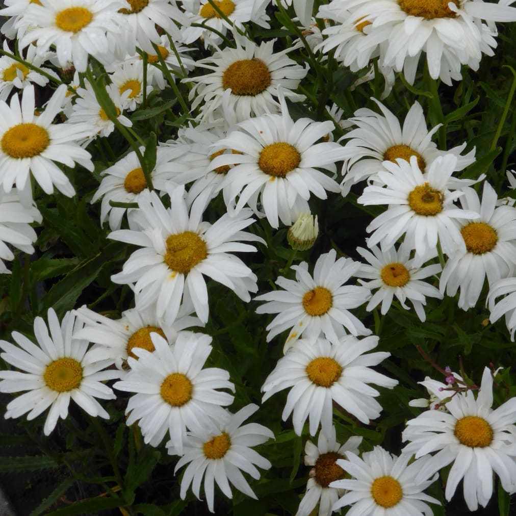 Sommer-Margerite 'Silberprinzesschen' Weiß