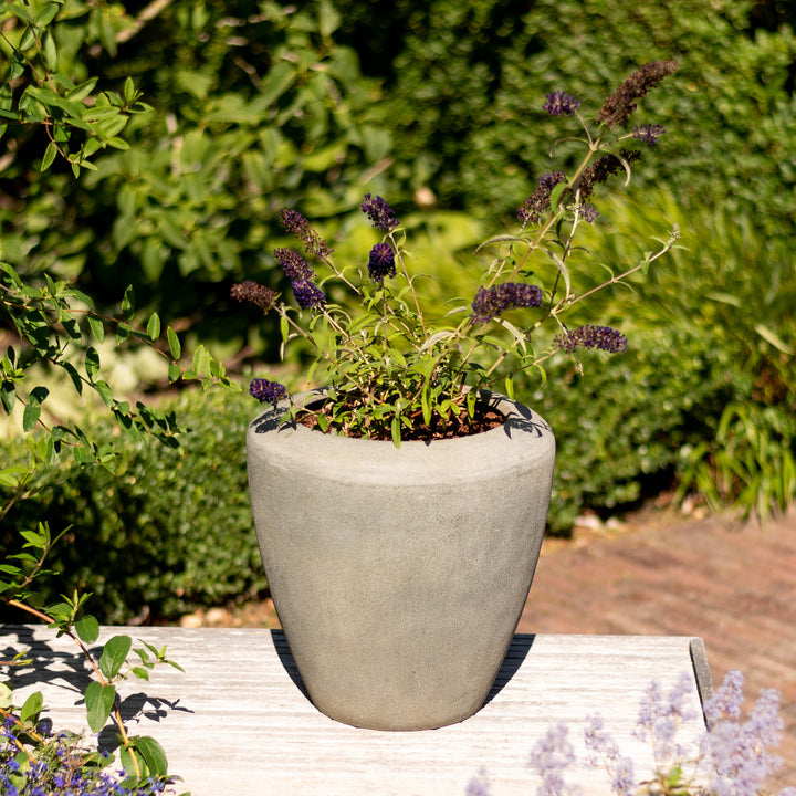 Sommerflieder 'Black Knight' im Topf