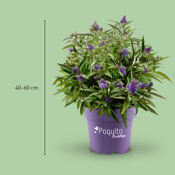 Größe des Sommerflieders 'Holly Blue'®