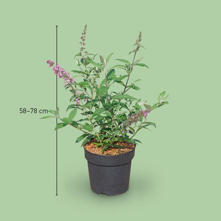 Größe des Sommerflieders 'Pink Delight'