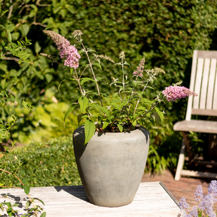 Sommerflieder 'Pink Delight' im Topf
