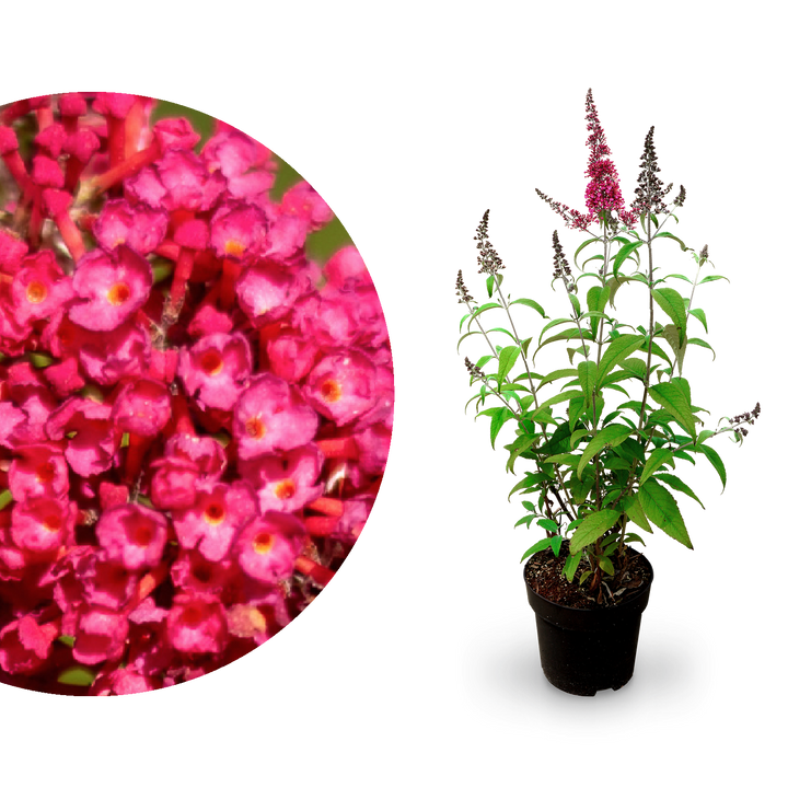 Sommerflieder 'Prince Charming' Rot