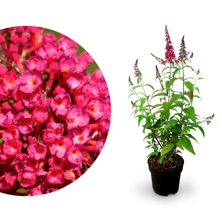 Sommerflieder 'Prince Charming' Rot