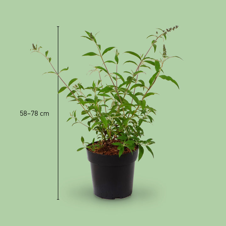 Größe des Sommerflieders 'Royal Red'