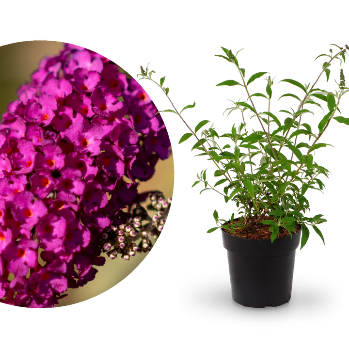 Sommerflieder 'Royal Red' Purpurrot
