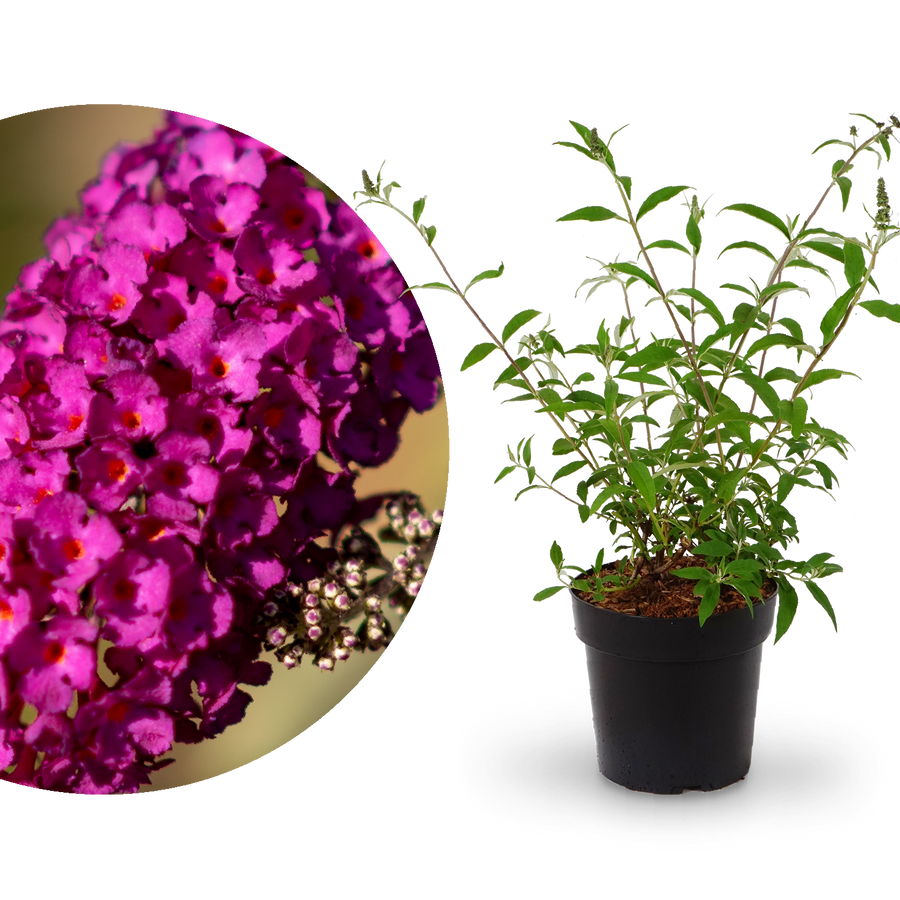 Sommerflieder 'Royal Red' Purpurrot