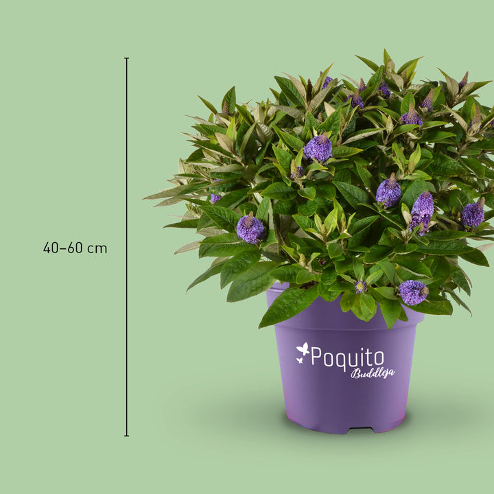 Größe des Sommerflieders 'Violet Copper'®