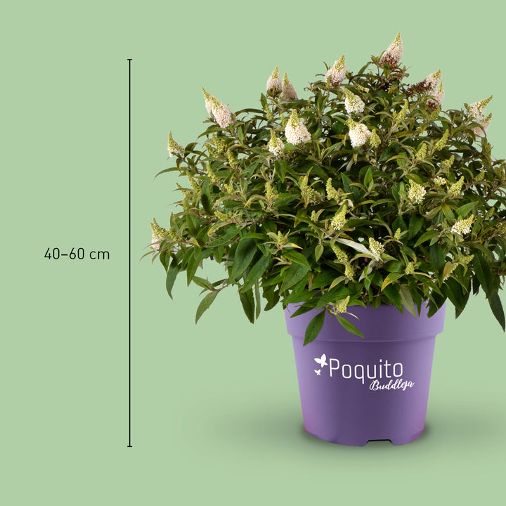 Größe des Sommerflieders 'White Admiral'®