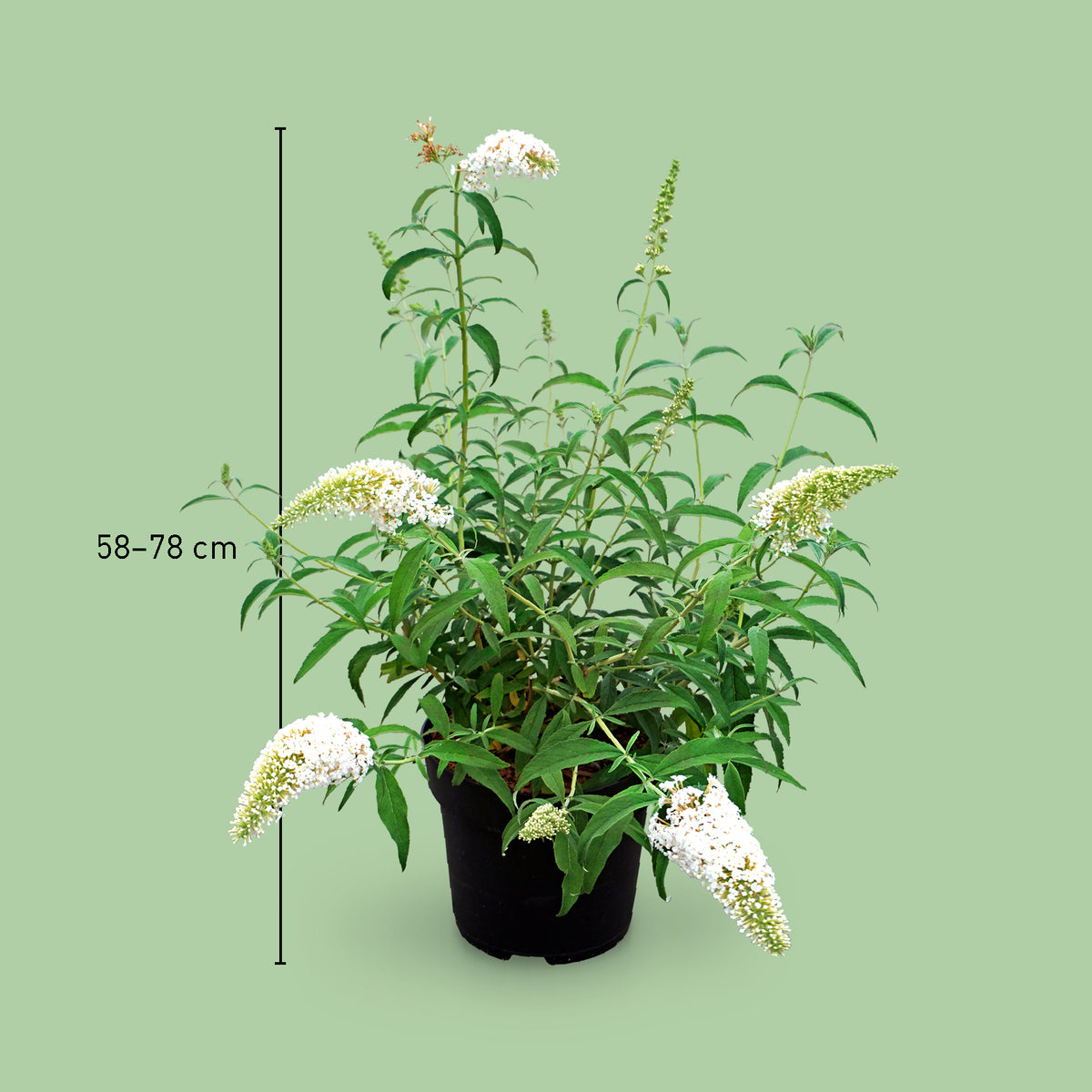 Größe des Sommerflieders 'White Profusion'