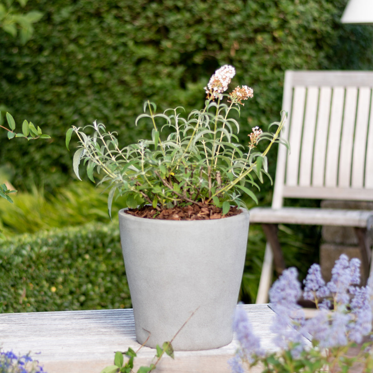 Sommerflieder 'White Profusion' im Topf