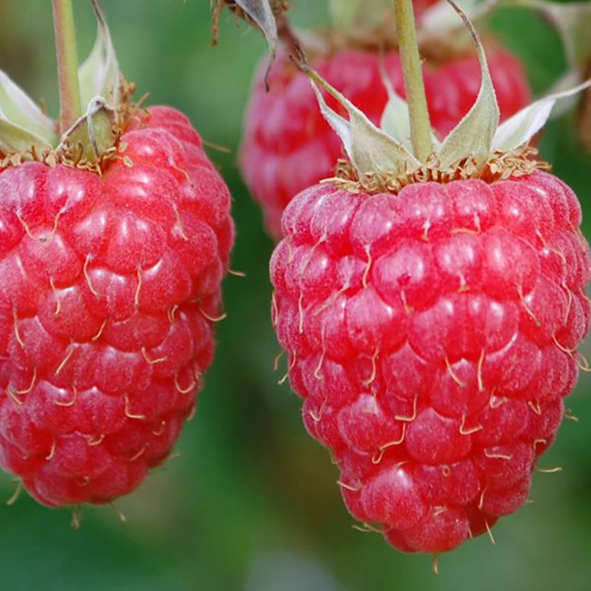 Sommerhimbeere