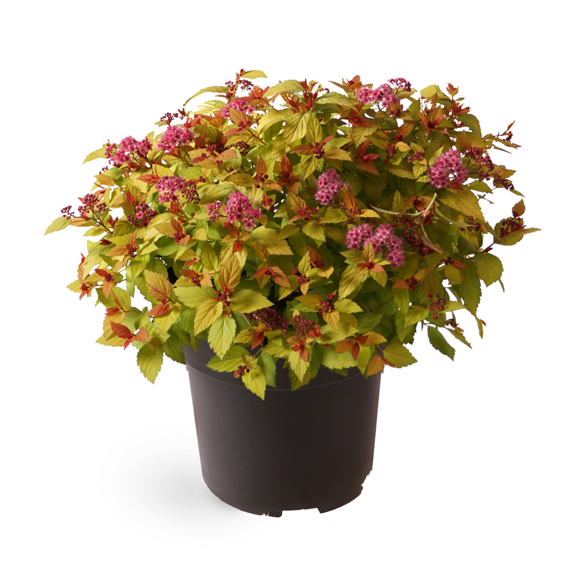 Sommerspiere 'Magic Carpet'®