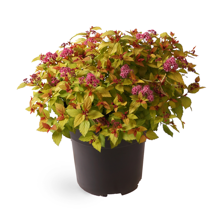 Sommerspiere 'Magic Carpet'®