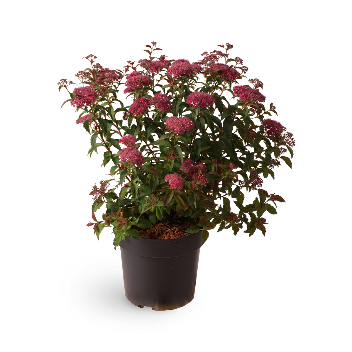 Sommerspiere 'Superstar'®