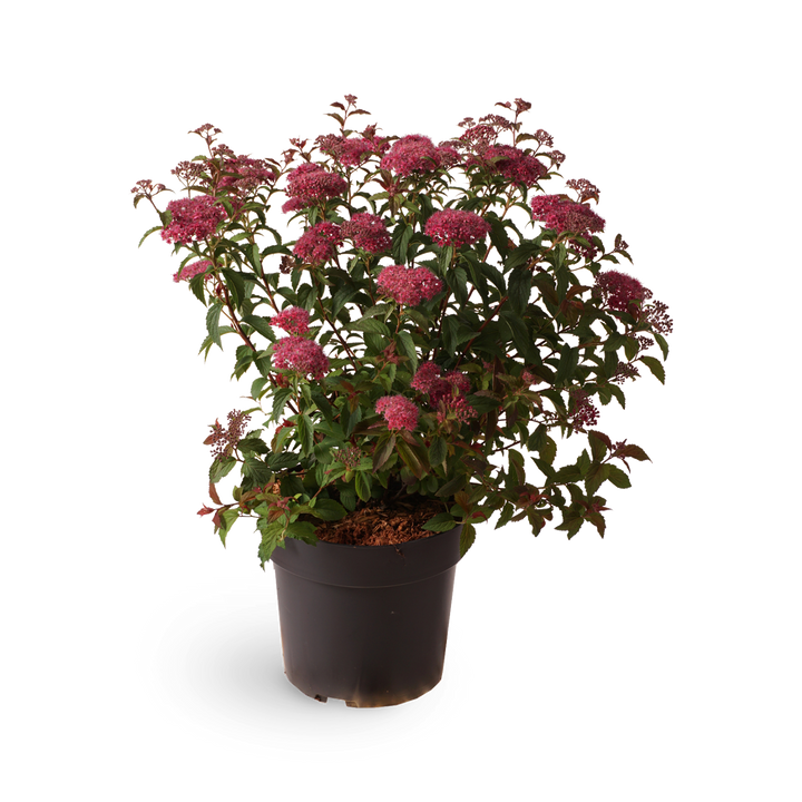 Sommerspiere 'Superstar'®